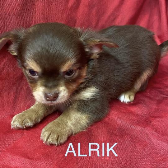 chiot Chihuahua Poil Long ALRIK chihuahua à réserver Domaine de la Chantelaie