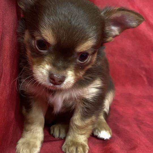 chiot Chihuahua Poil Long ALRIK chihuahua à réserver Domaine de la Chantelaie