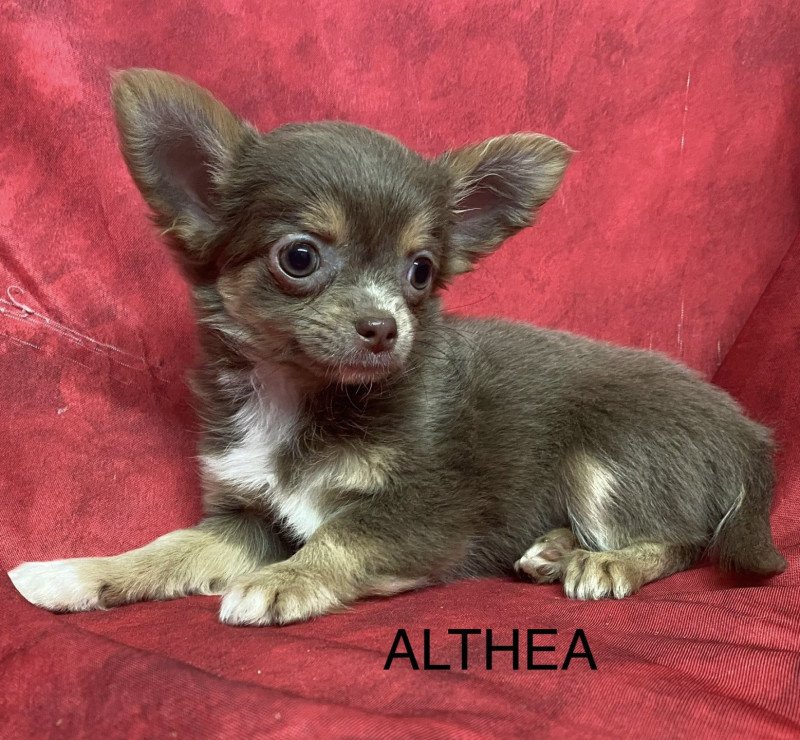 ALTHÉA chihuahua pl Femelle Chihuahua Poil Long