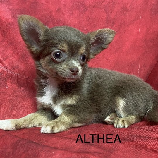 chiot Chihuahua Poil Long ALTHÉA chihuahua pl Domaine de la Chantelaie