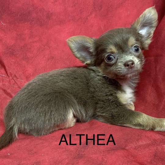 chiot Chihuahua Poil Long ALTHÉA chihuahua pl Domaine de la Chantelaie