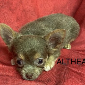 chiot Chihuahua Poil Long ALTHÉA chihuahua pl Domaine de la Chantelaie