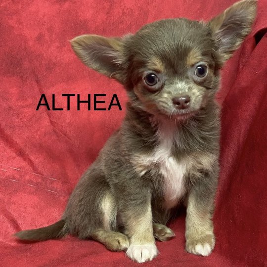 chiot Chihuahua Poil Long ALTHÉA chihuahua pl Domaine de la Chantelaie