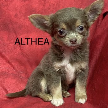 chiot Chihuahua Poil Long ALTHÉA chihuahua pl Domaine de la Chantelaie
