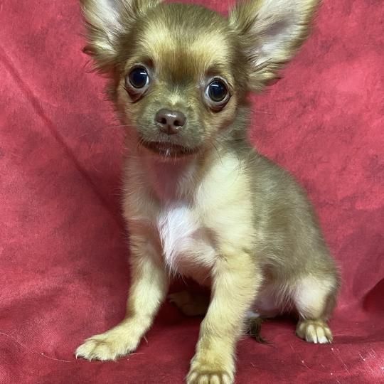 chien Chihuahua Poil Long ALVEN chichuahua Domaine de la Chantelaie