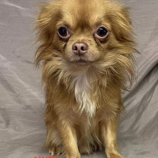 ALVEN chichuahua Mâle Chihuahua Poil Long
