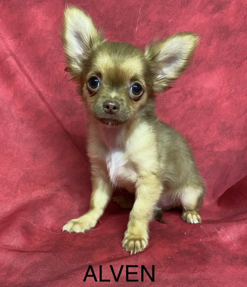 ALVEN Mâle Chihuahua Poil Long