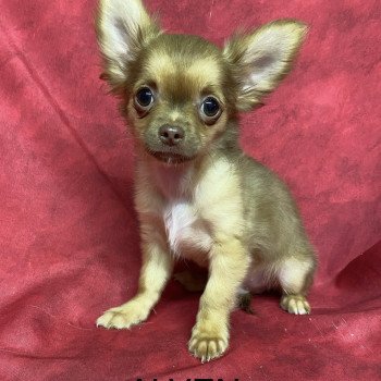 chiot Chihuahua Poil Long ALVEN Domaine de la Chantelaie chiot Chihuahua Poil Long ALVEN Domaine de la Chantelaie