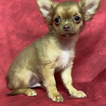 chiot Chihuahua Poil Long ALVEN Domaine de la Chantelaie chiot Chihuahua Poil Long ALVEN Domaine de la Chantelaie