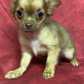 chiot Chihuahua Poil Long ALVEN Domaine de la Chantelaie chiot Chihuahua Poil Long ALVEN Domaine de la Chantelaie