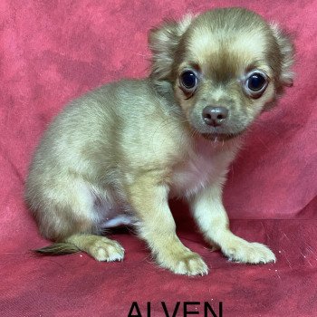 chiot Chihuahua Poil Long ALVEN Domaine de la Chantelaie chiot Chihuahua Poil Long ALVEN Domaine de la Chantelaie
