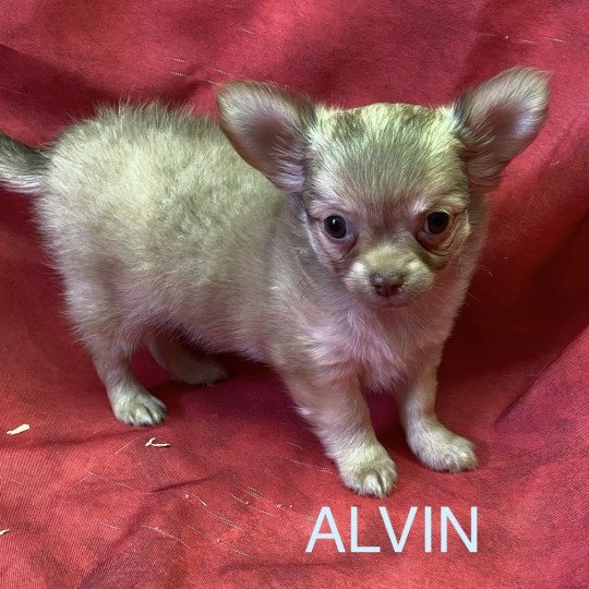 chiot Chihuahua Poil Long ALVIN chihuahua pl Domaine de la Chantelaie
