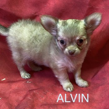 chiot Chihuahua Poil Long ALVIN chihuahua pl Domaine de la Chantelaie chiot Chihuahua Poil Long ALVIN chihuahua pl Domaine de la Chantelaie