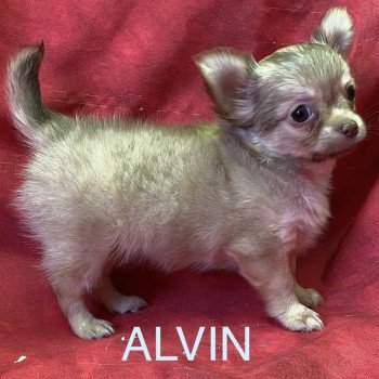 chiot Chihuahua Poil Long ALVIN chihuahua pl Domaine de la Chantelaie chiot Chihuahua Poil Long ALVIN chihuahua pl Domaine de la Chantelaie