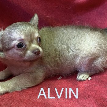 chiot Chihuahua Poil Long ALVIN chihuahua pl Domaine de la Chantelaie chiot Chihuahua Poil Long ALVIN chihuahua pl Domaine de la Chantelaie