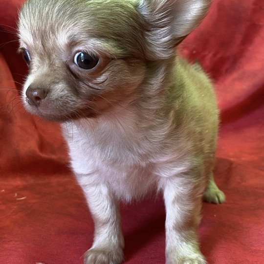 chiot Chihuahua Poil Long ALVIN chihuahua pl Domaine de la Chantelaie