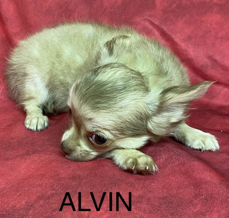 ALVIN chihuahua pl Mâle Chihuahua Poil Long