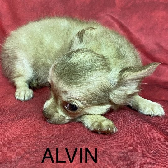 ALVIN chihuahua pl Mâle Chihuahua Poil Long