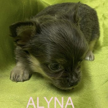 chiot Chihuahua Poil Long ALYNA chihuahua à réserver Domaine de la Chantelaie