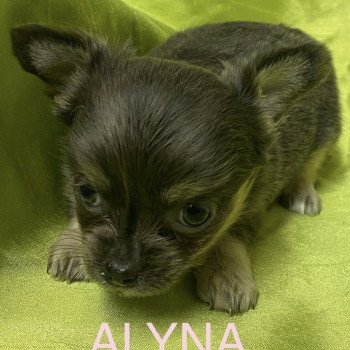 chiot Chihuahua Poil Long ALYNA chihuahua à réserver Domaine de la Chantelaie