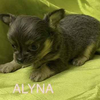 chiot Chihuahua Poil Long ALYNA chihuahua à réserver Domaine de la Chantelaie