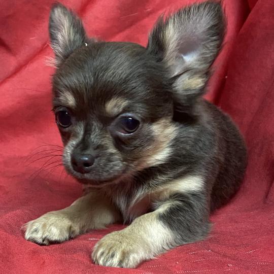 ALYNA chihuahua Femelle Chihuahua Poil Long