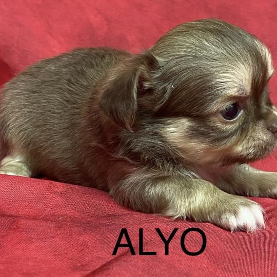 chiot Chihuahua Poil Long ALYO chihuahua à réserver Domaine de la Chantelaie