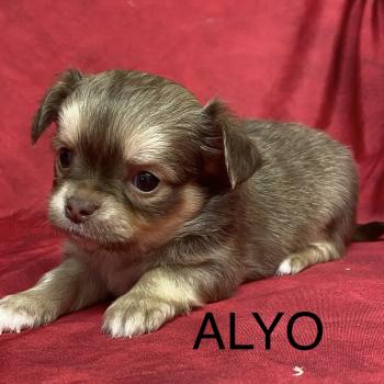 chiot Chihuahua Poil Long ALYO chihuahua à réserver Domaine de la Chantelaie