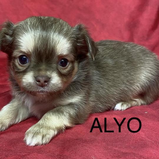 chiot Chihuahua Poil Long ALYO chihuahua à réserver Domaine de la Chantelaie