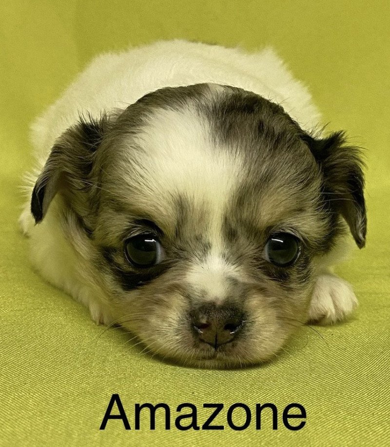 AMAZONE chihuahua à réserver Femelle Chihuahua Poil Long