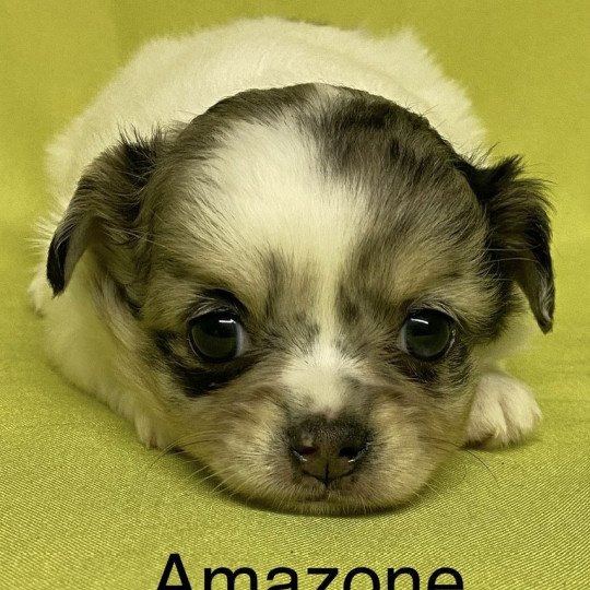 chiot Chihuahua Poil Long AMAZONE chihuahua à réserver Domaine de la Chantelaie