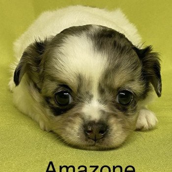 chiot Chihuahua Poil Long AMAZONE chihuahua à réserver Domaine de la Chantelaie