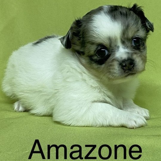 chiot Chihuahua Poil Long AMAZONE chihuahua à réserver Domaine de la Chantelaie