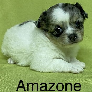 chiot Chihuahua Poil Long AMAZONE chihuahua à réserver Domaine de la Chantelaie