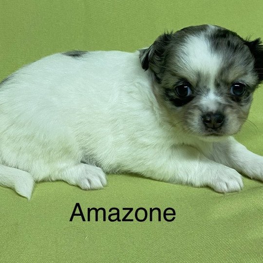 chiot Chihuahua Poil Long AMAZONE chihuahua à réserver Domaine de la Chantelaie