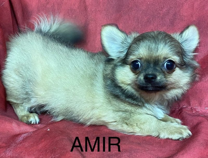 AMIR chihuahua Mâle Chihuahua Poil Long