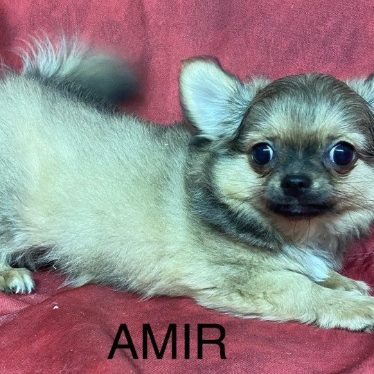 chiot Chihuahua Poil Long AMIR chihuahua Domaine de la Chantelaie