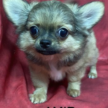 chiot Chihuahua Poil Long AMIR chihuahua Domaine de la Chantelaie chiot Chihuahua Poil Long AMIR chihuahua Domaine de la Chantelaie