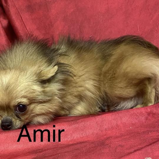 chiot Chihuahua Poil Long AMIR chihuahua DISPONIBLE Domaine de la Chantelaie