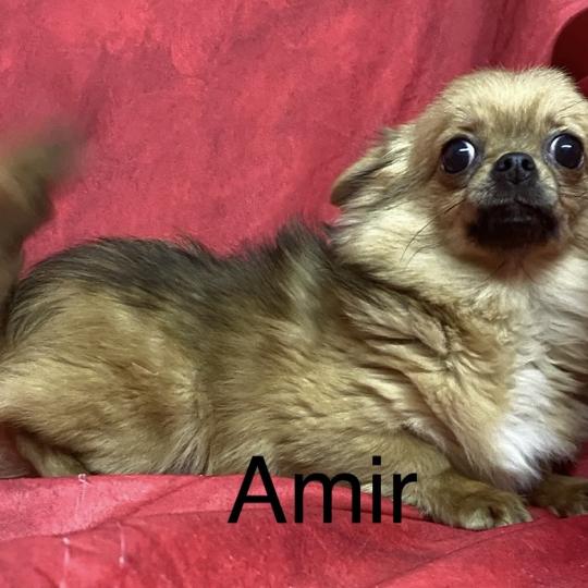 AMIR chihuahua DISPONIBLE Mâle Chihuahua Poil Long
