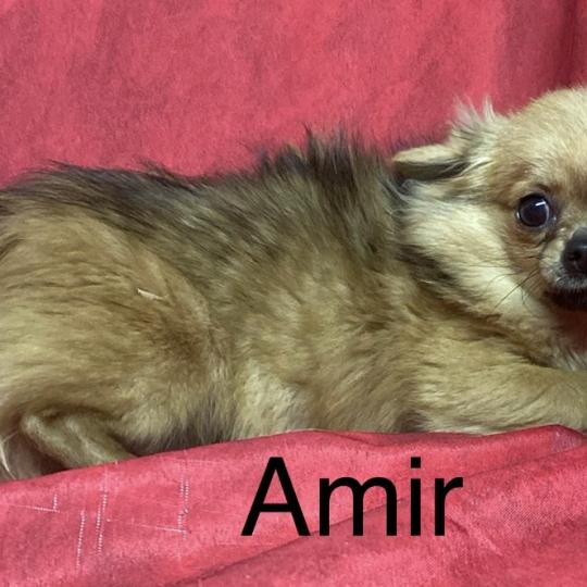 chiot Chihuahua Poil Long AMIR chihuahua DISPONIBLE Domaine de la Chantelaie