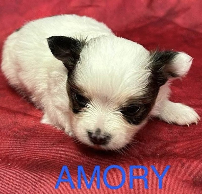 AMORY chihuahua à réserver Mâle Chihuahua Poil Long