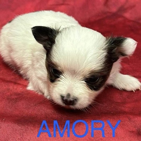 chiot Chihuahua Poil Long AMORY chihuahua à réserver Domaine de la Chantelaie