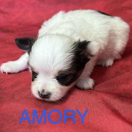 chiot Chihuahua Poil Long AMORY chihuahua à réserver Domaine de la Chantelaie