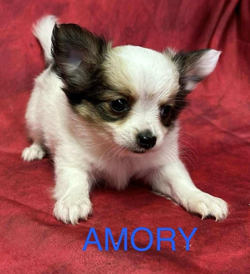 AMORY chihuahua Mâle Chihuahua Poil Long