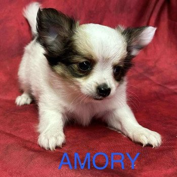 chiot Chihuahua Poil Long AMORY chihuahua Domaine de la Chantelaie chiot Chihuahua Poil Long AMORY chihuahua Domaine de la Chantelaie