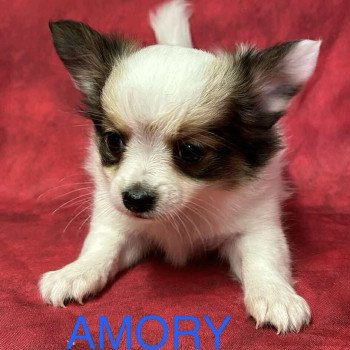 chiot Chihuahua Poil Long AMORY chihuahua Domaine de la Chantelaie chiot Chihuahua Poil Long AMORY chihuahua Domaine de la Chantelaie