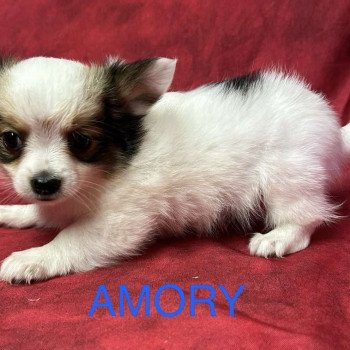 chiot Chihuahua Poil Long AMORY chihuahua Domaine de la Chantelaie chiot Chihuahua Poil Long AMORY chihuahua Domaine de la Chantelaie