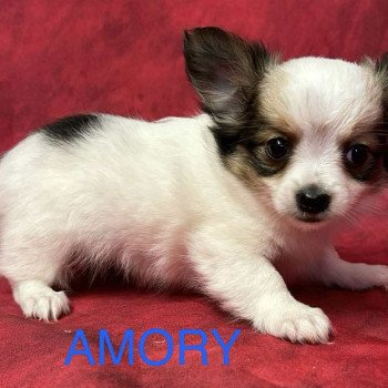 chiot Chihuahua Poil Long AMORY chihuahua Domaine de la Chantelaie chiot Chihuahua Poil Long AMORY chihuahua Domaine de la Chantelaie
