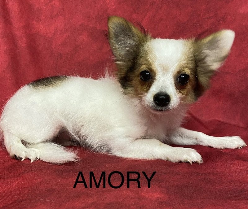 AMORY chihuahua Mâle Chihuahua Poil Long